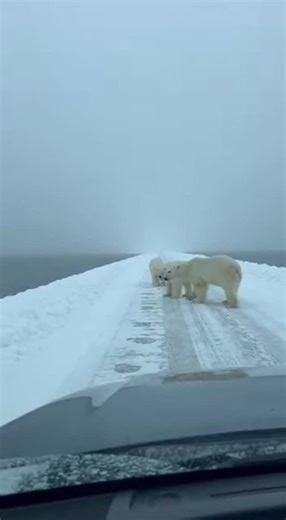Promptopia AI on Instagram: "A dashcam captures the moment three polar bears and a line of reindeer with massive, spiral antlers cross paths on a snowy Arctic causeway. The animals pass each other in tense silence, keeping their distance as snow falls around them in this incredible wildlife encounter."