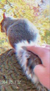 Petting a Squirrel’s Tail — Silent VHS Cozy Moment #VHS #Squirrel #NoDialogue #DailyLife