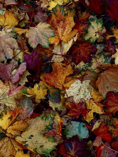 A dream of a dream of autumn 🍂 #narnia #aliceinwonderland #overthegardenwall #fall