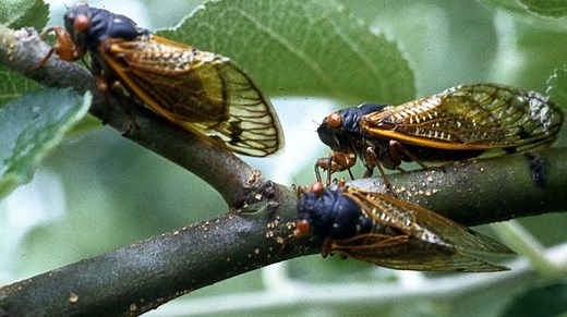 Billions of cicadas will emerge in the Mississippi River basin this spring