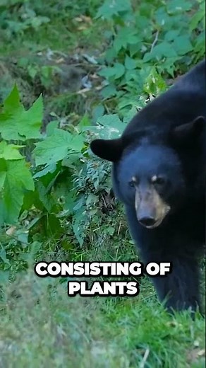 The Untold Similarities & Differences: Grizzly Bears vs. Black Bears