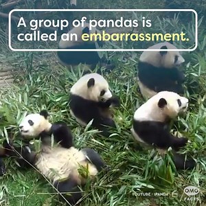 D'aww. 😳🐼 | OMGFacts