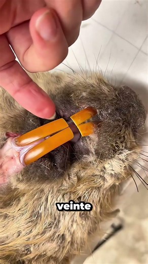 Si los castores dejan de roer, sus dientes crecen hasta llegar al cerebro😳 #beavers #wildlife