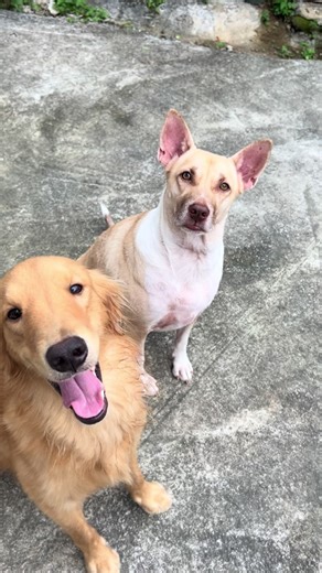 Cute Dog Birthday Celebration with Toby and Theo