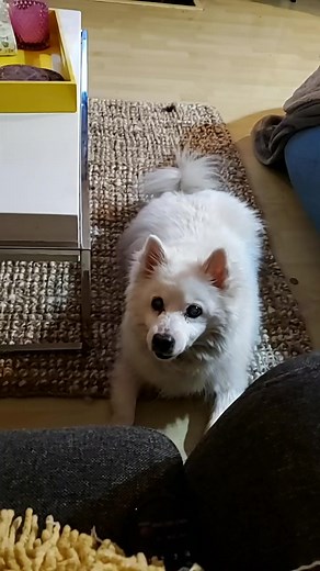 American Eskimo Dog Eating an Apple Core