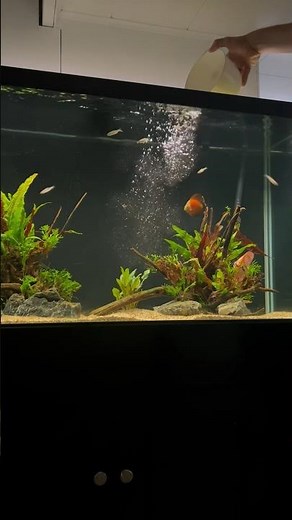 Adding Rummynose Tetras to the Discus Tank