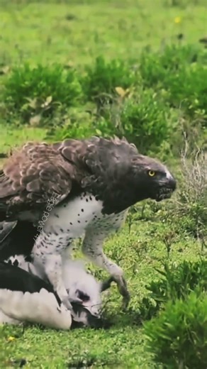 Harpy eagle hunting pigeon, beautiful nature life 🦆