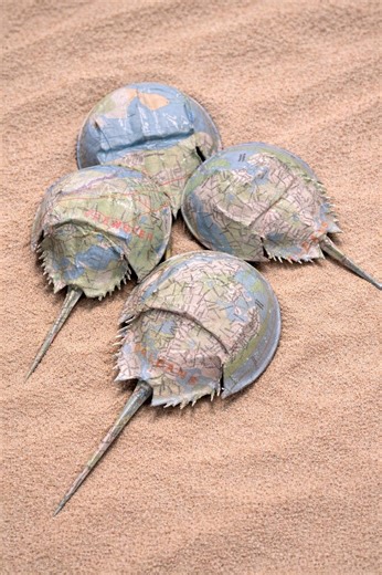 Cape Cod Map Horseshoe Crab Art | Coastal Wall Decor | Barnstable, Orleans, Brewster and Nauset Sandy Neck | Handmade Beach Art - Etsy