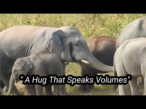 "The Elephant's Secret Language"