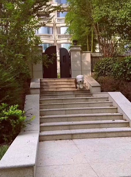 Funny Dog Jumps Down Stairs in Hilarious Moment