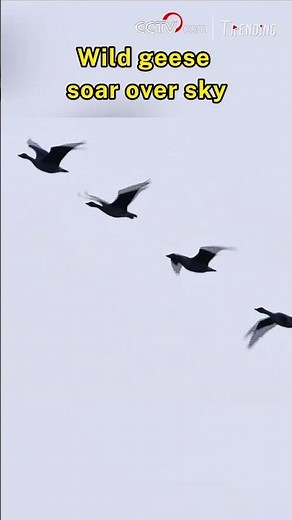 Wild geese soar over sky