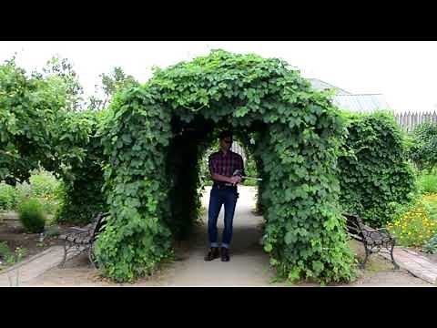 NEW CI-110 Plant Canopy Imager Intro