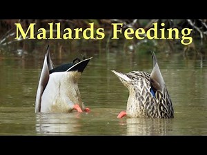 Mallard Ducks Feeding