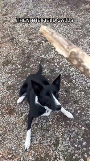 Farm Dog Turns A Check-In Into A Field Sprint