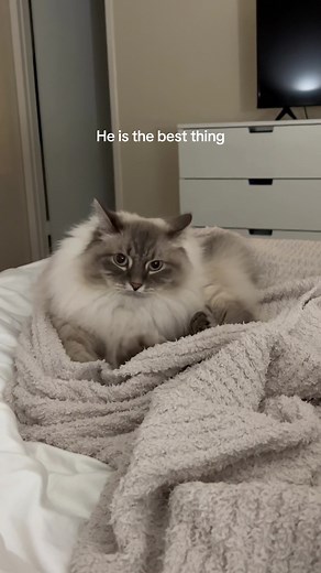 Nimbus ☁️ on TikTok