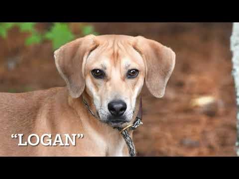Lab/Beagle mix "Logan" for adoption at waltonpets.net