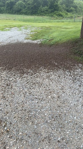 Willow fly hatch. The willow fly (family Ephemerellidae) lives the majority of its life—up to a year—as an aquatic nymph. It then emerges as a subimago (pre-adult) for a few hours before molting into a winged adult, or imago, which typically lives only 1 to 2 days—just long enough to mate and lay eggs. #summertime #fishing #river #insects #lakelife | Zachary Farmer
