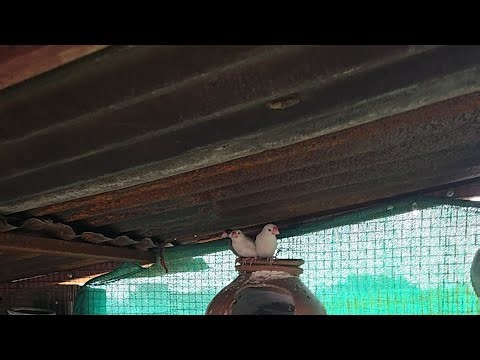 Honey’s masti with java finches