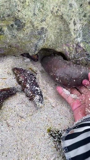 Turns out sea cucumbers are expensive. #Seafood