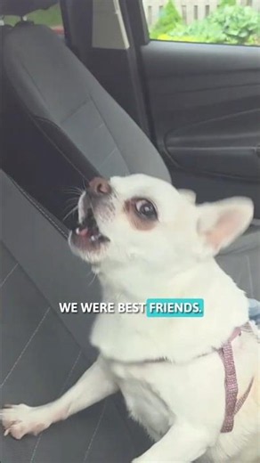The Chihuahua Betrayal: Just Like Jesus Said to Peter... 🐶😂 #dogshorts #funnydogs