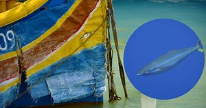 Rainbow runner fish documented in Maltese waters for the first time