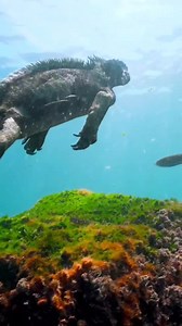 798K views · 10K reactions | Living Dinosaurs in the Galapagos Islands 練 #robertoochoahe Marine iguanas are the only lizards on Earth that spends time in the ocean. www.instagram.com/robertoochoahe | Roberto Ochoa | Facebook