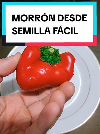 Cómo Sembrar Morrom o Pimiento Desde Semilla: Guía Completa