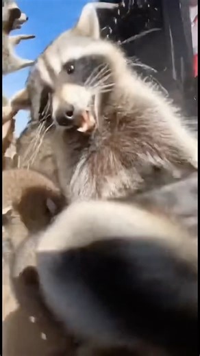 Raccoons Turn Rock Concert Into Mayhem 🦝🤘😂 #FunnyVideo #MoshPit #Raccoon