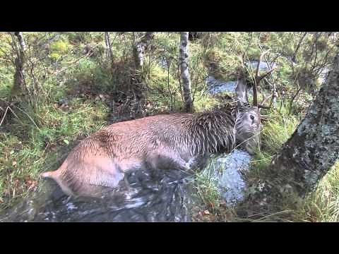 TrailerToppjakt på HJORT