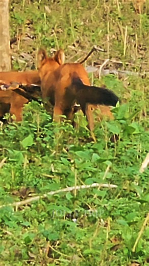 🔥 Wild Dog Hunting the Deers #jollytrip #wildlifeindia #kabini