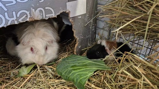 Plenty of spring greens for new mum Winnie. | Cavy Corner