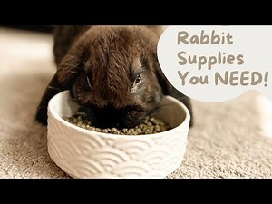 What to Get Before Getting a Rabbit! | The Ultimate Rabbit Supply List