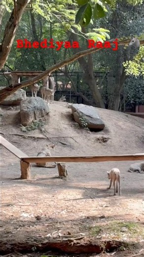 #rare and #wild encounter 🐺Witnessing majestic wolfs in its natural habitat was truly unforgettable