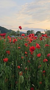 Spring Flowers, Spring, Nature. Free Stock Video