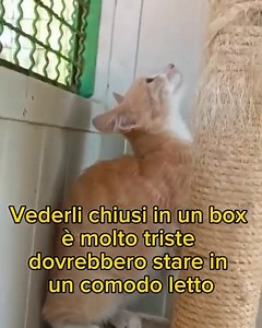 38 reactions · 49 shares | Frosinone info 339 8362187 Isabel non ne...