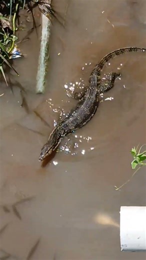 bali monitor lizard swimming in the river