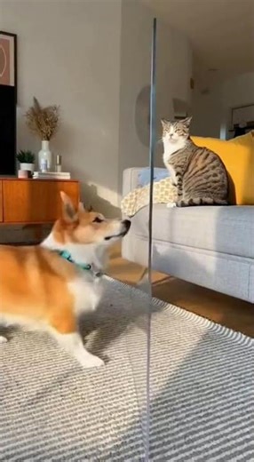 Cat vs Glass… The Funniest Confusion Ever! 😂🐱🪟