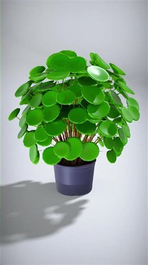 Compact Chinese Money Plant