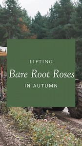 Our Shropshire farm is buzzing with activity as we get throughly stuck into bare root rose season. 🚜 The roses you see here have been lovingly grown and nurtured right here in our fields, and are now ready to be lifted - beginning their journey from our fields to your garden. 🌹 The next step along the way is the process of grading, where the quality of every rose is checked by hand. We’ll be sharing more about this step later in the week! | David Austin Roses