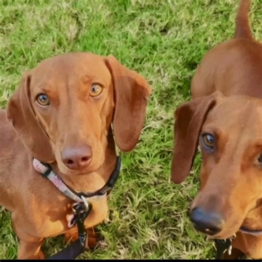 ♥️💚💙📣 A few of the dachshunds currently waiting for their forever homes 😍 https://dachshundrescue.com.au/available-dogs/ Please share 🐾 | Dachshund Rescue Australia