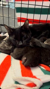 You know what’s sad? Multiple rescues were asked to take this family but they all said no bc they’re black and tabby. Apparently those don’t get adopted as fast. Their loss!!!!! Anyway Mama Eevee and her SIX babies were born in a hoarder house 🙄 The rescuer, Jasmine, was able to get a bunch of others out and fixed before they ended up in the same predicament. The babies are about a week or so old and Mama is doing an amazing job taking care of them. She’s the sweetest little young mama and I’m 