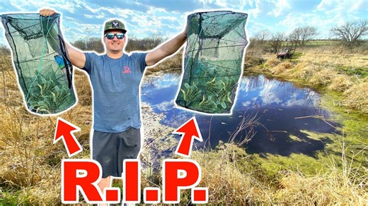 Thousands of native fish rescued from tiny ponds