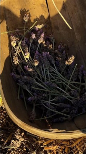 Cooking with Lavender