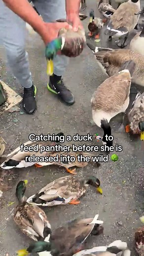 Catching a Duck to Feed a Panther Before Release