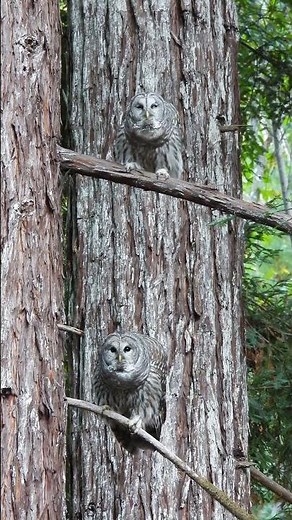 BARRED OWL getting ready for hunting...