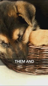 crucial puppy development stages