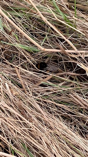 Buff-tailed Bumblebee in the Peak Distict