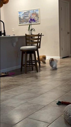 2 Pomeranian Puppies Playing Chase Game 🐶💨 (Non-Stop Fun!)#shorts #tinypomeranian
