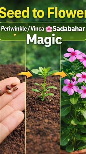 Periwinkle / Vinca (Sadabahar) 🌸 Seed to Flower in 30 Days | Amazing Growth 😱 #shorts