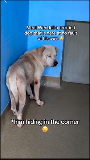 Meet Wendell (A531958) 1 of the many dogs involved in a confiscation case found in horrible conditions. They are now in our custody since the case is over, however since Wendell arrived here he is terrified, unknown about his own future. We comfort him the best we can but he needs your help to get out of here as he has gone from one traumatic situation to another. Together we can him out of this situation. You know what to do. #shelterdog #terrifieddog #animalshelter #rescuedog | Albert Harris P